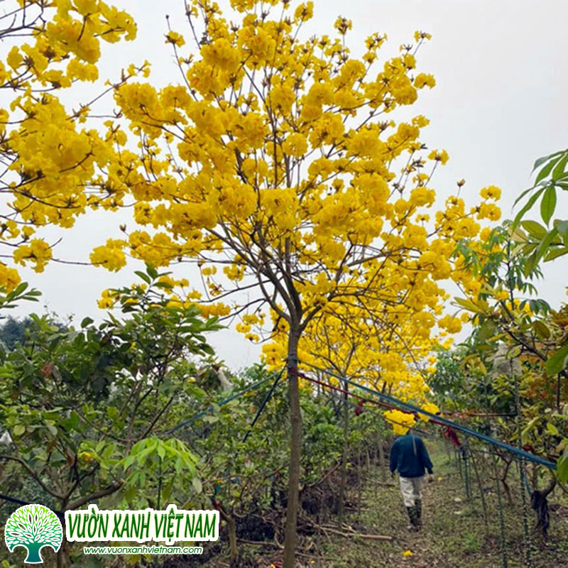 Cay Phong Linh Hoa Vang 2