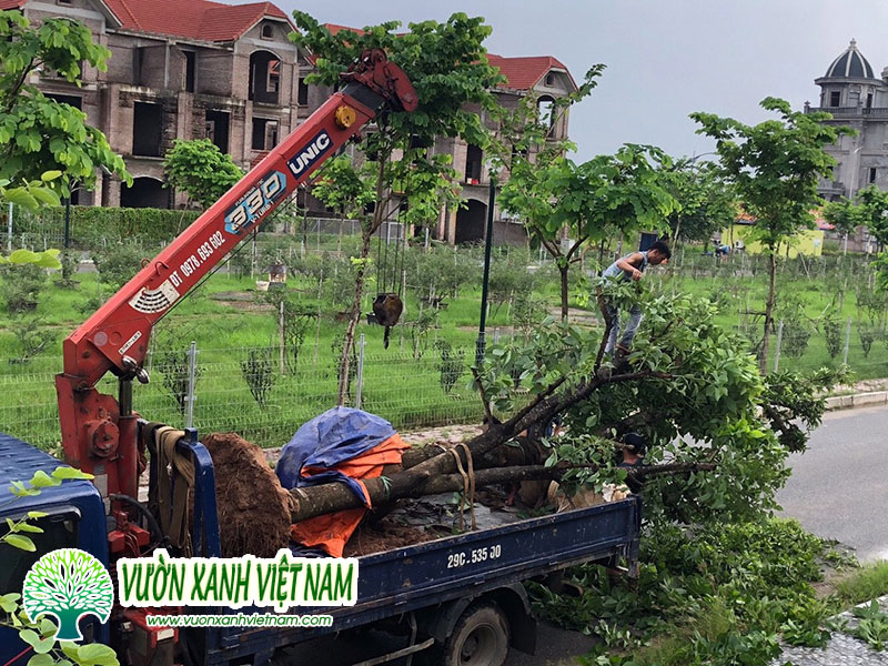 Thi Cong Trong Cay Dao Cat Ba Hai Phong 6