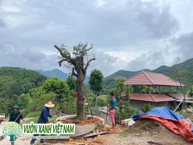 Thi Cong Trong Cay Khu Nghi Duong Dai Tu Thai Nguyen 7